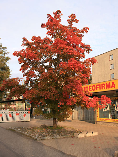 Verivaahtera
